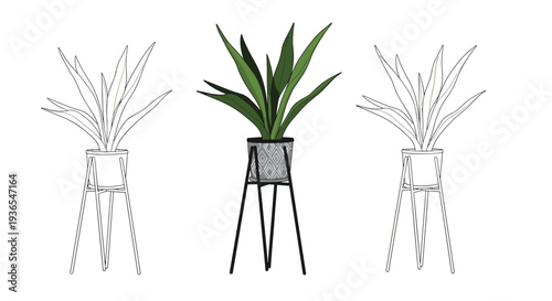 Potted snake plant on a tripod stand shown in full color and two different black and white line art sketch variations.