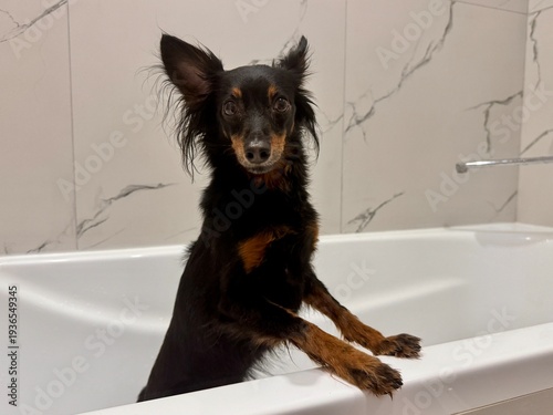 Photos Ratlik, a happy young Prague rat trap are standing in the bathroom, after a walk, the owner washes the dog's paws