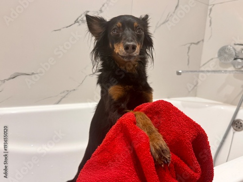 Bild auf Leinwand Ratlik, a happy young Prague rat trap are standing in the bathroom, after a walk, the owner washes the dog's paws