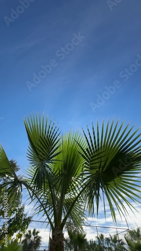 Low-angle shot of palm trees against a clear blue sky, showcasing tall trunks and lush green leaves reaching upward, capturing a tropical summer vibe.