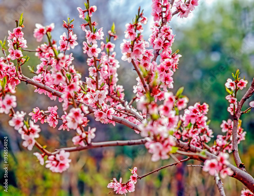 Spring in the garden