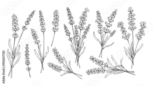 A versatile collection of elegant handdrawn lavender flower sprigs and botanical bunches for herbal product packaging, cosmetic branding, aromatherapy designs, and natural decorative