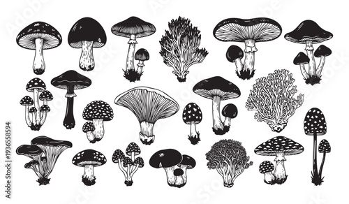 Collection of hand drawn mushrooms and fungi in a vintage woodcut style perfect for botanical prints, natureinspired decor, packaging, and graphic projects