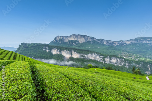 Wallpaper Mural Terraced Tea Fields in Mountain Valley Torontodigital.ca