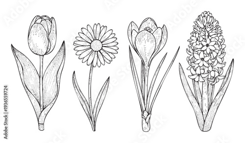 Detailed black and white line drawings of a tulip, daisy, crocus, and hyacinth perfect for nature themed spring designs, botanical encyclopedias, or garden inspired decor projects