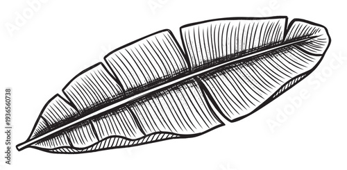 Detailed black and white tropical banana leaf graphic in a vintage etched style ideal for print media, apparel, packaging, and naturethemed branding.