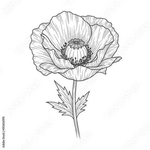 Beautiful hand drawn vector illustration of a single red poppy flower blooming in a spring garden isolated on a white background