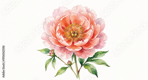 Pink Peony Flower Watercolor Botanical Illustration in Full Bloom