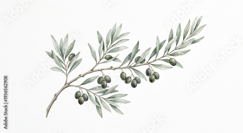Elegant Olive Branch Watercolor Botanical Illustration