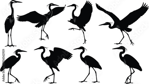 Vector silhouette collection of elegant heron and crane birds featuring various natural poses like standing wading flying with spread wings and alert postures isolated on white background