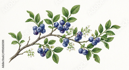 Wild Blueberry Branch Watercolor Botanical Fruit Illustration