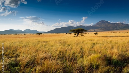 Meadow Savanna Landscape