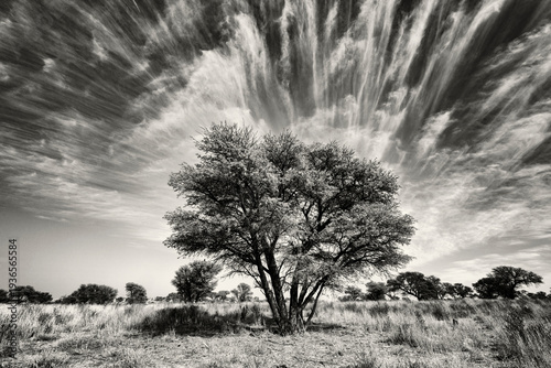 Kalahari Tree and Cirrus Clouds
Kalahari Research Center, Vanzylsrus, Northern Cape, South Africa