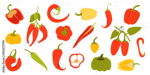 Colorful collection of various peppers, whole and sliced chili, bell peppers and habanero isolated on white background. Vector flat illustration of fresh spicy and sweet vegetables.