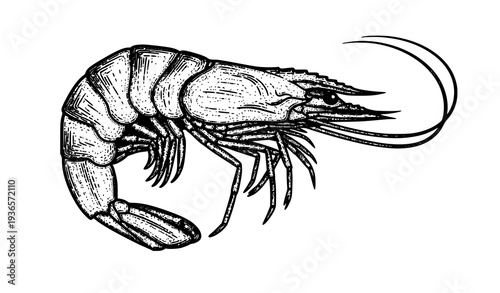 Hand drawn shrimp engraving vector in scratchboard style black and white Caridea sea animal illustration isolated on white