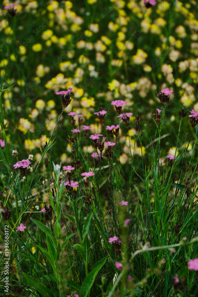 Obraz premium Vibrant Summer Meadow with Flowering Kidney Vetch and Maiden Pink Plants