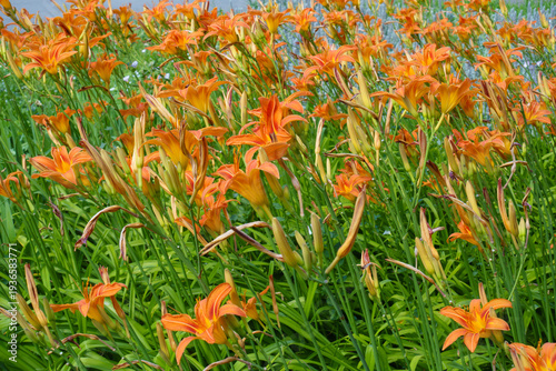 Bild auf Leinwand Plenty of orange flowers of Hemerocallis fulva in June