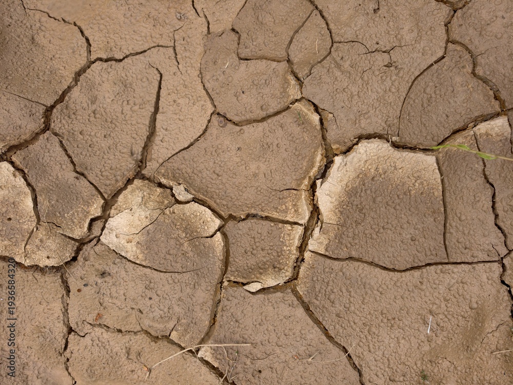 Fototapeta premium plants grow and natural soil cross section
