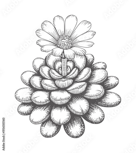 Black and white line of a succulent plant with a single flower