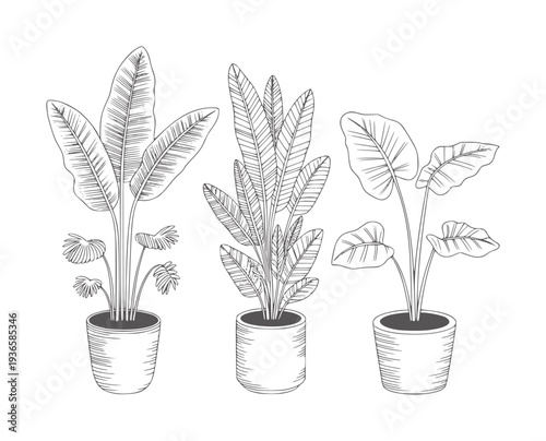 Black and white line of three potted tropical plants