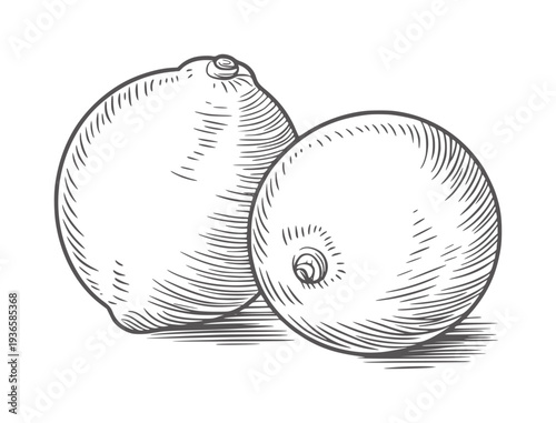 Black and white line of two lemons with hatching fruit