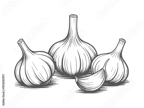 Black and white of three garlic bulbs and one clove food ingredient vegetable
