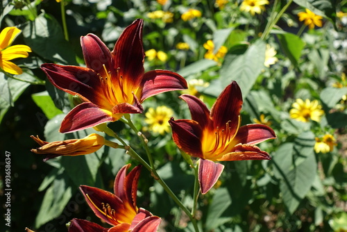 Quadro em tela Close view of maroon red and yellow flowers of day lilies in July