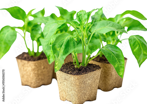 Seedling green plants in biodegradable pots, close-up