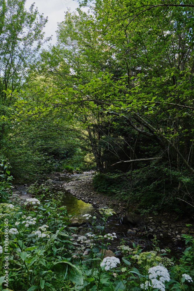 Obraz premium Hiking Path Along Wild Forest River with Rocky Banks and Flowers