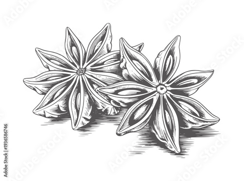 Two black and white pencil star anise spice pods seed
