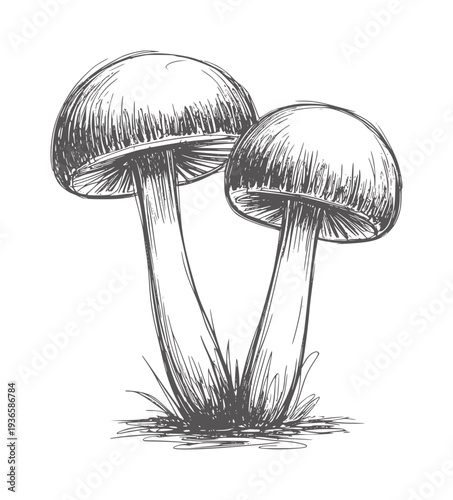 Two tall mushrooms sketched in black and white with grass fungus nature
