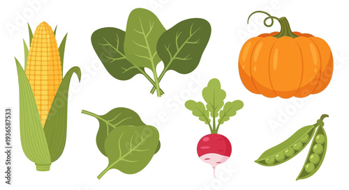 Assorted vegetables and corn illustration on a clean white background from a straightforward viewpoint