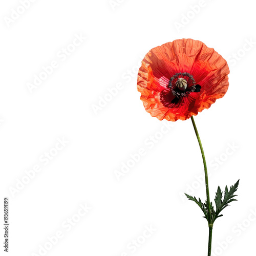 Single, vibrant orange-red poppy against black