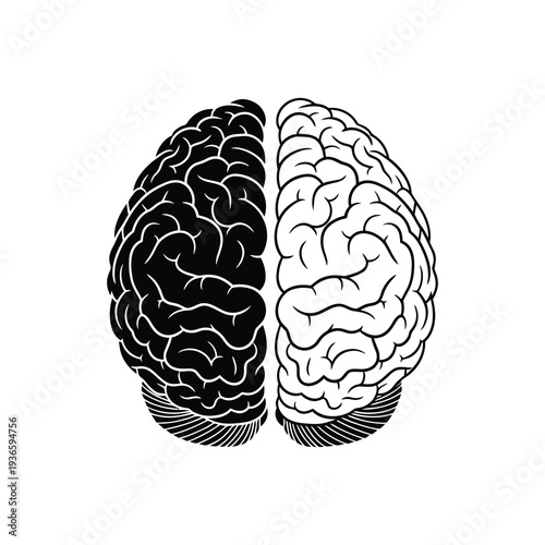 Black and white illustration of human brain hemispheres side by side