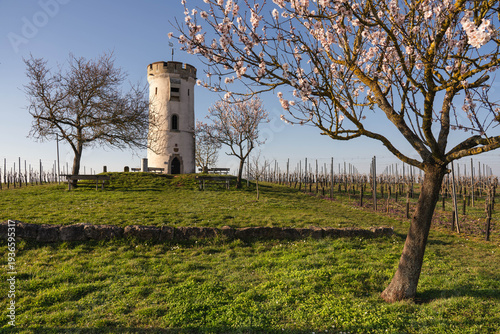 Mandelblüte Wartturm Nierstein, März 2026