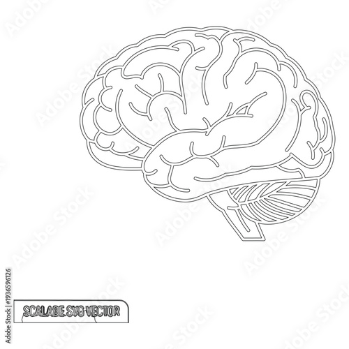 Black and white line human brain anatomy line black and white medical
