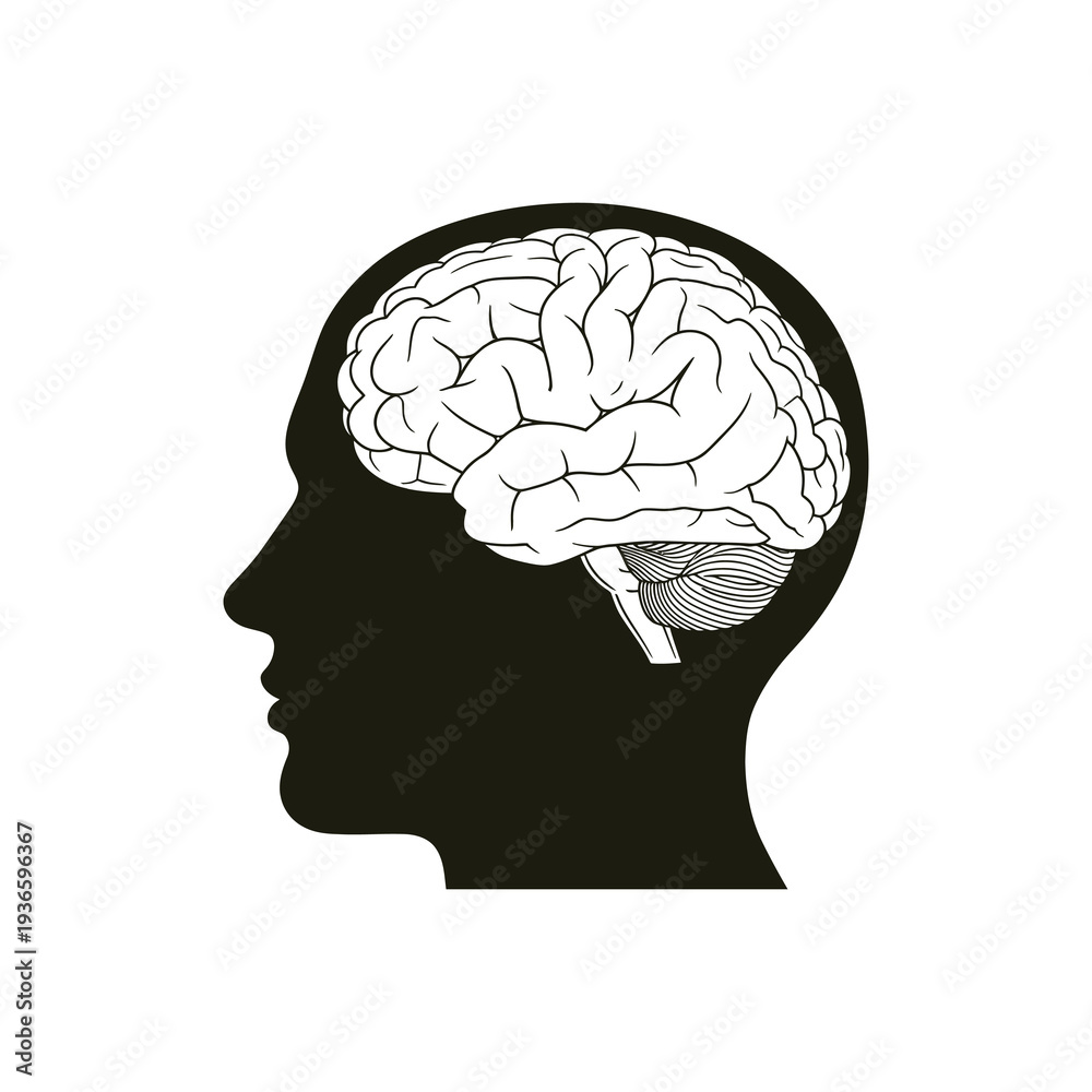 Obraz premium Detailed illustration of human brain in profile view