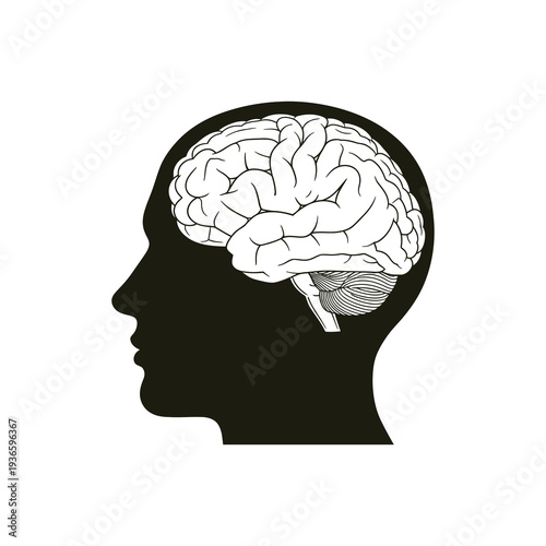 Detailed illustration of human brain in profile view