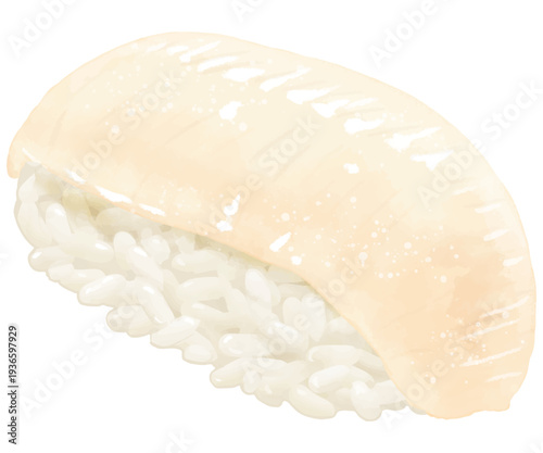 リアルなイカのお寿司一貫のイラスト