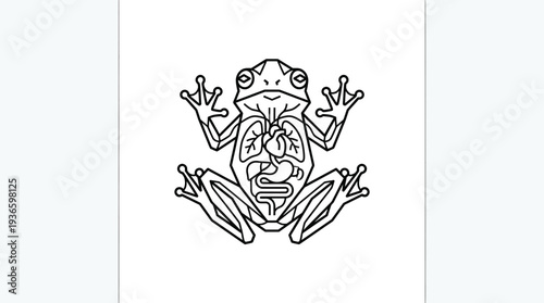Illustration of a frog's internal anatomy, showing organs like lungs, stomach, and intestines, in a clear line drawing style.