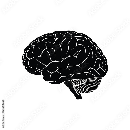 Detailed black illustration of a human brain with white outlines