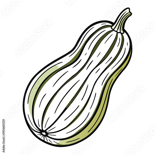 delicata squash  line art vector
