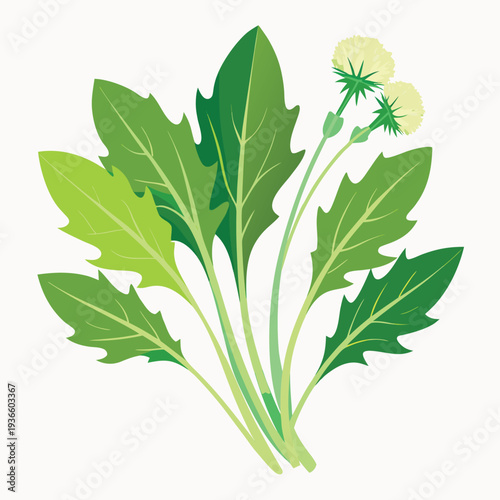 dandelion greens on white background