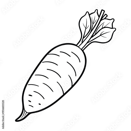 daikon radish vector line art on white background