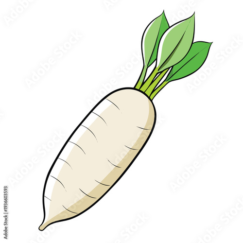 daikon radish vector