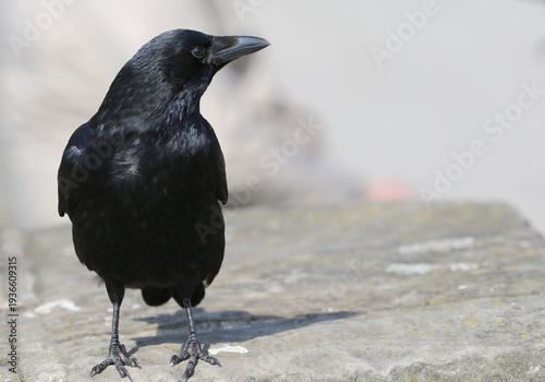 Crow with shiny black Feathers standing on rock in Hanover, Germany
