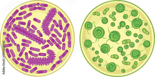 Petri dish with bacteria and microorganisms microbiology laboratory research science flat vector illustration