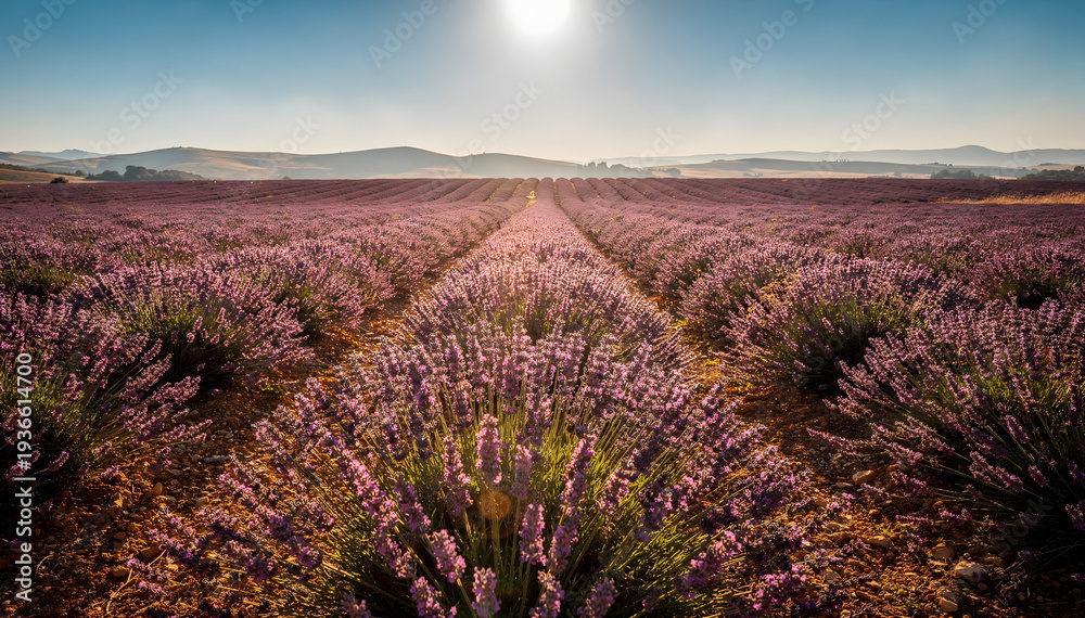 Fototapeta premium Vibrant rows of fragrant lavender bloom under a brilliant sun, stretching towards hills, evoking a peaceful and aromatic summer landscape at sunrise or sunset