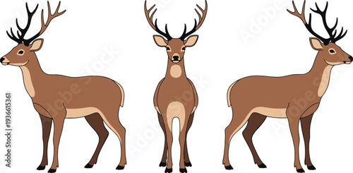 Deer stag wildlife animal standing front and side view forest mammal flat vector illustration set