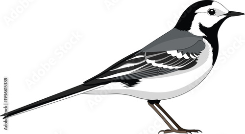 White wagtail bird standing side view wildlife avian animal flat vector illustration